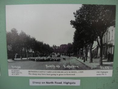 Sheep on North Road, Highgate